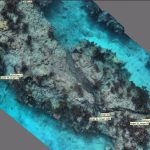 Climate change is killing coral — can AI help protect the reefs?