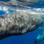 The way whales communicate is closer to human language than we realized